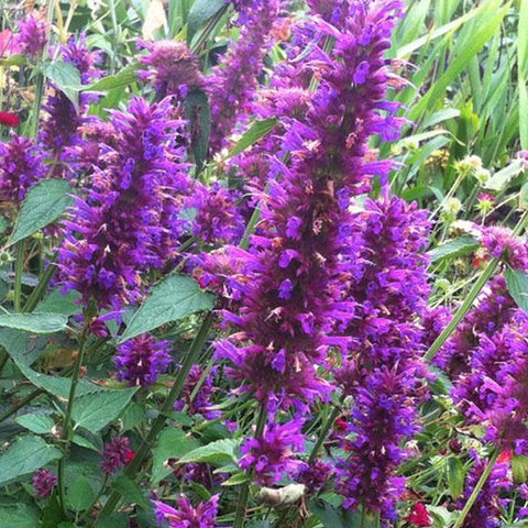 Agastache "Purple Haze" - Giant or anise hyssop
