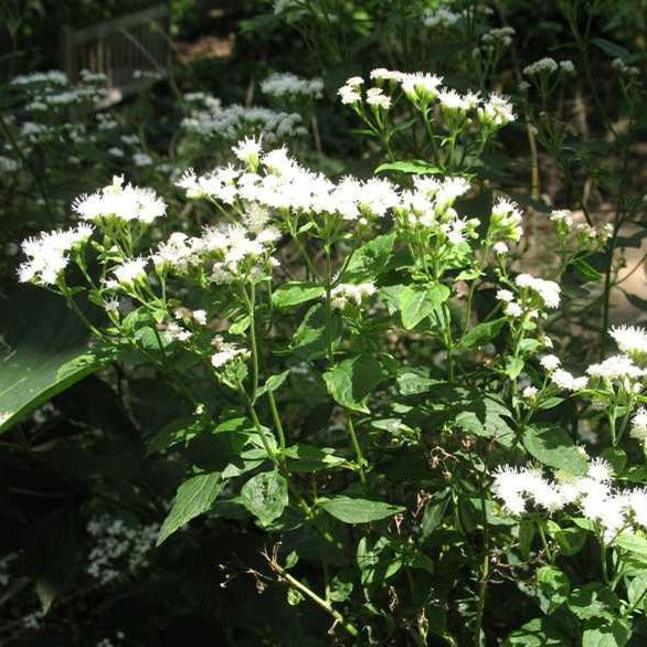 Ageratina altissima - White snakeroot