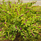 Callicarpa americana - Beautyberry