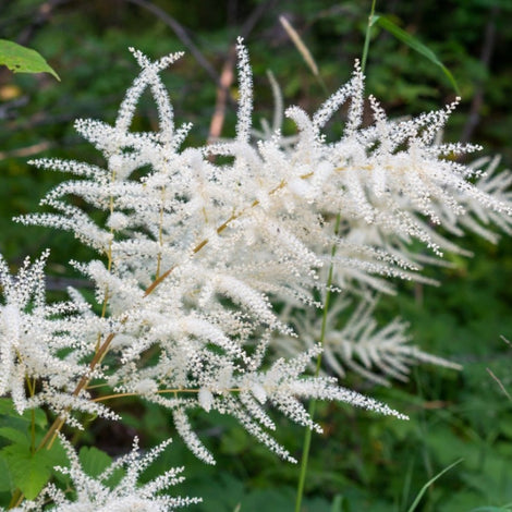 WILDFLOWERS AND FERNS