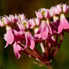 Asclepias incarnata - Swamp milkweed