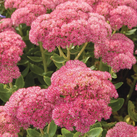 Sedum 'Autumn joy' - Autumn Joy Stonecrop