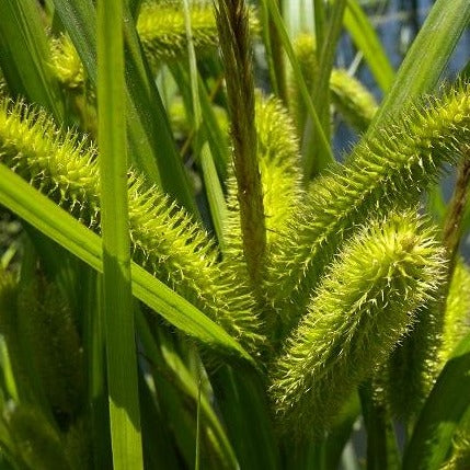 Carex comosa - Bottlebrush sedge