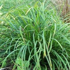 Carex amphibola - Creek sedge