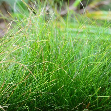 Carex eburnea - Ivory Sedge