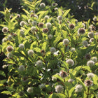 Cephalanthus occidentalis - Buttonbush