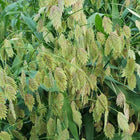 Chasmanthium latifolium - Sea oats