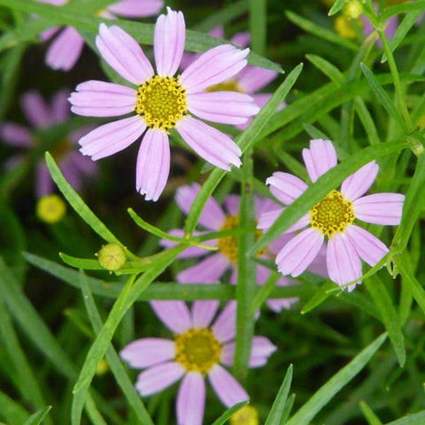 Coreopsis rosea - Pink Tickseed