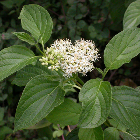Cornus sericea 'Flaviramea' - Yellow twigged dogwood