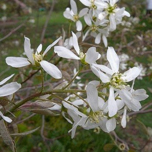 Amelanchier arborea - Downy serviceberry
