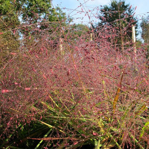 Eragrostis spectabilis - Purple lovegrass