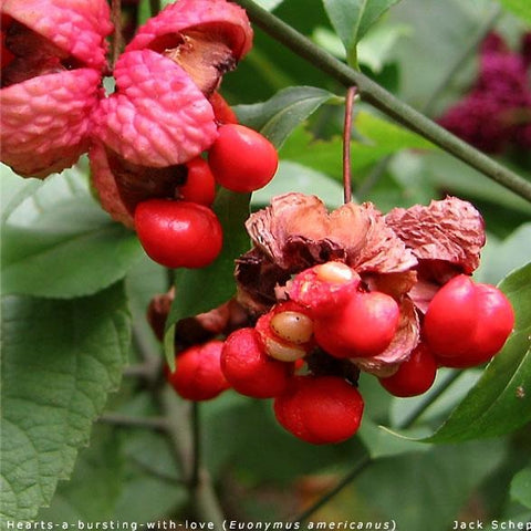 Euonymous americanus - American strawberry bush
