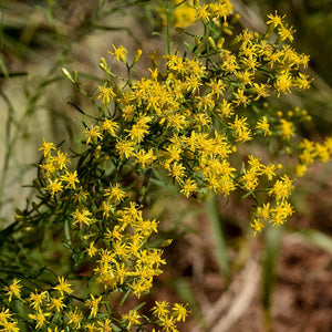 Euthamia caroliniana - Slender Goldentop
