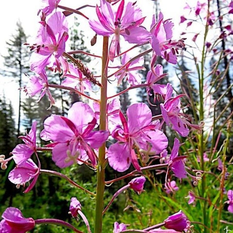 Epilobium angustifolium - Fireweed