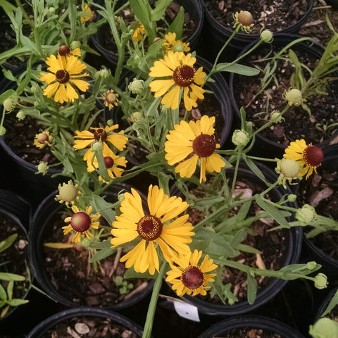 Helenium flexuosum - Sneezeweed