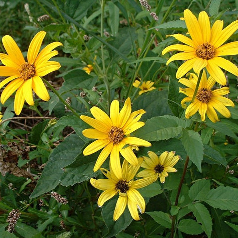 Heliopsis helianthoides - False Sunflower