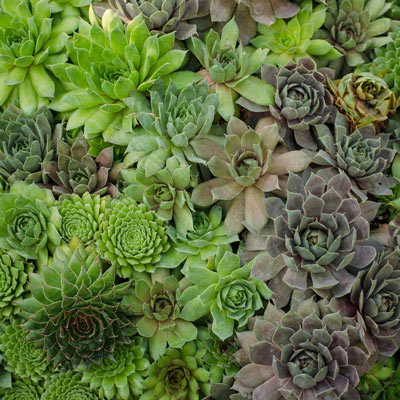 Sempervivum tectorum - Hens and Chicks