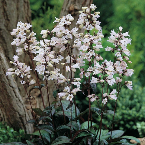 Penstemon digitalis 'Husker Red' - Foxglove Beardtongue