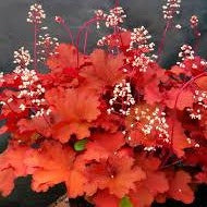 Heuchera spp. - Coralbells