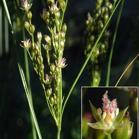 Juncus greenei - Greene's Rush