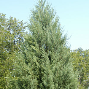 Juniperus virginiana - Eastern red cedar, Virginia juniper