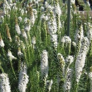 Liatris spicata 'Floristan White' - Blazing Star