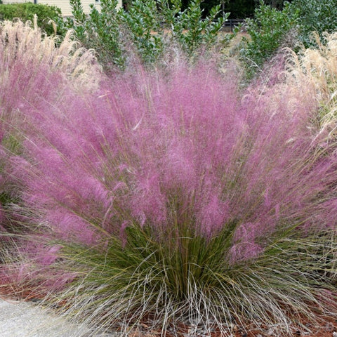 Muhlenbergia capillaris - Pink Muhly Grass