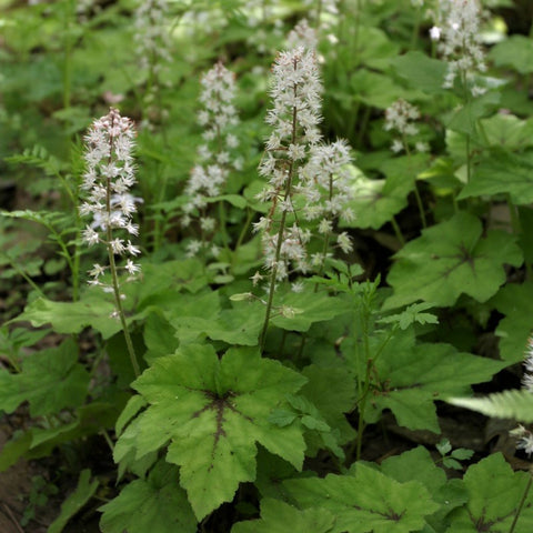 Tiarella cordifolia 'Brandywine' - Foamflower