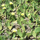 Opuntia humifusa - Prickly pear cactus