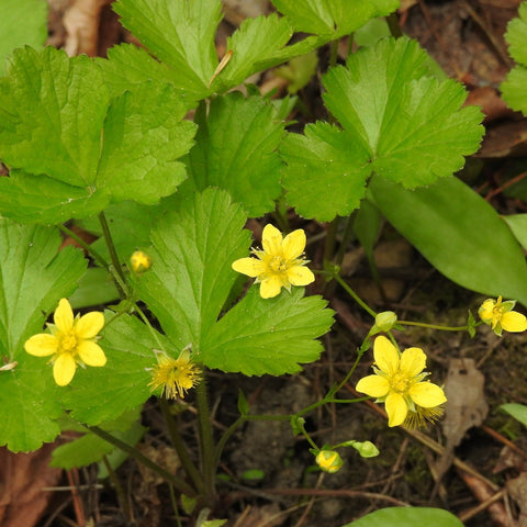 Geum fragarioides - Barren Strawberry
