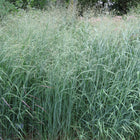 Panicum virgatum - Switchgrass