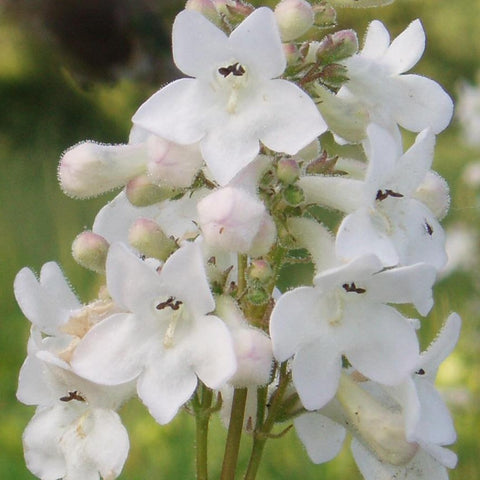 Penstemon tubaeflorus - White Wand Beardtongue