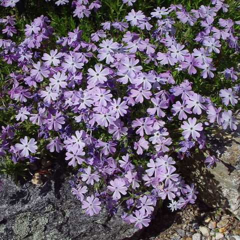 Phlox subulata - Creeping Phlox