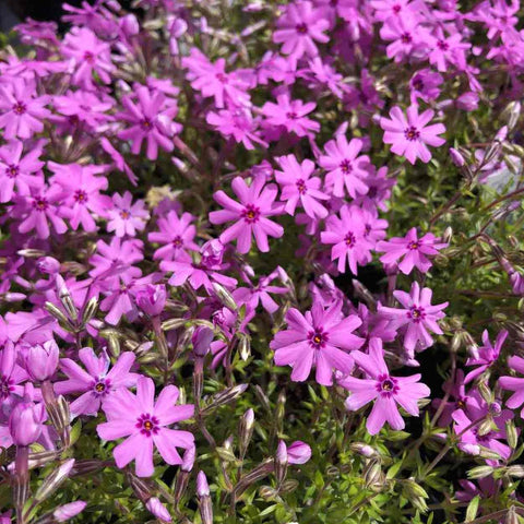 Phlox subulata 'Fort Hill' - Creeping Phlox