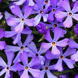 Phlox x 'Violet Pinwheels'