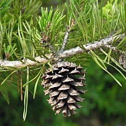 Pinus virginiana - Virginia Pine