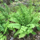 Polystichum acrostichoides - Christmas fern