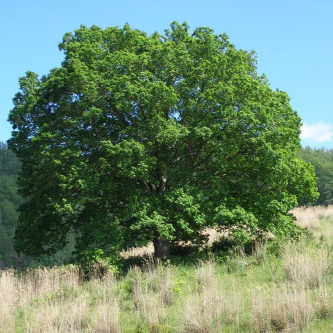 Quercus alba - White Oak
