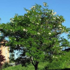 bonsai robinia pseudoacacia Robinia pseudoacacia