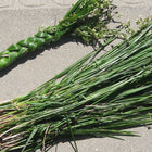 Hierochloe odorata - Sweet Grass