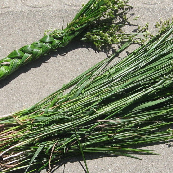 Hierochloe odorata