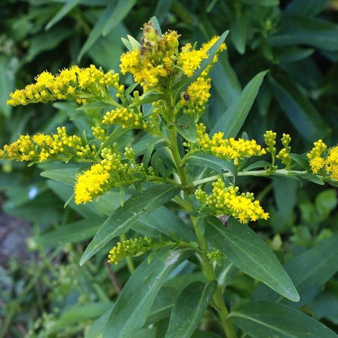 Solidago sempervirens - Seaside Goldenrod