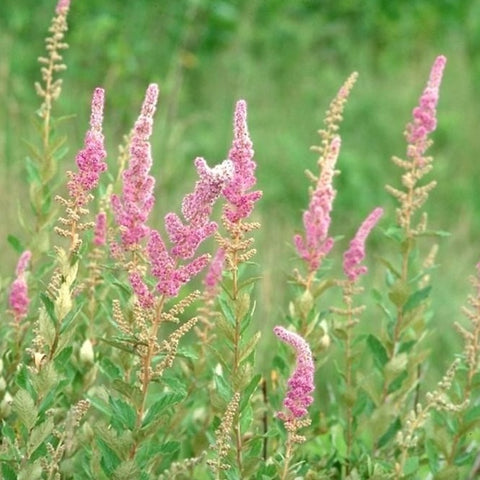 Spiraea tomentosa - Steeplebush