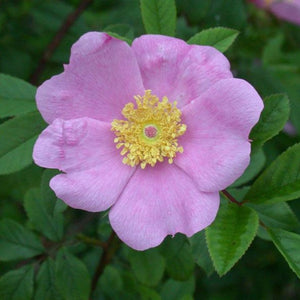 Rosa palustris - Swamp Rose
