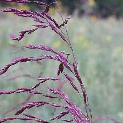 Tridens flavus - Purpletop Tridens