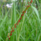 Tripsacum dactyloides - Eastern gamagrass
