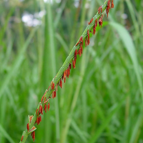 Tripsacum dactyloides - Eastern Gamagrass