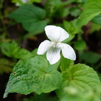 Viola striata - Striped cream violet